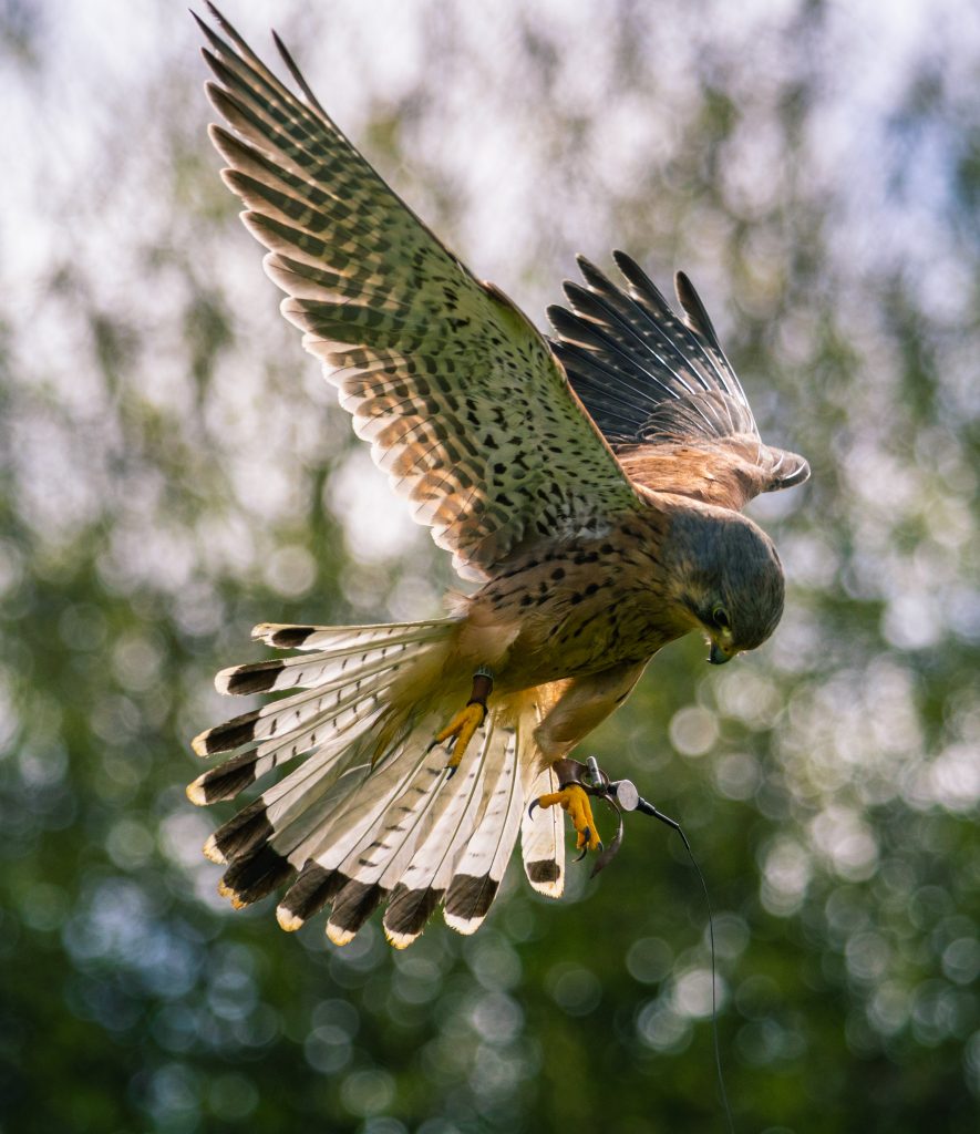 Casper the Kestrel free flying in perfect feather and physical condition.