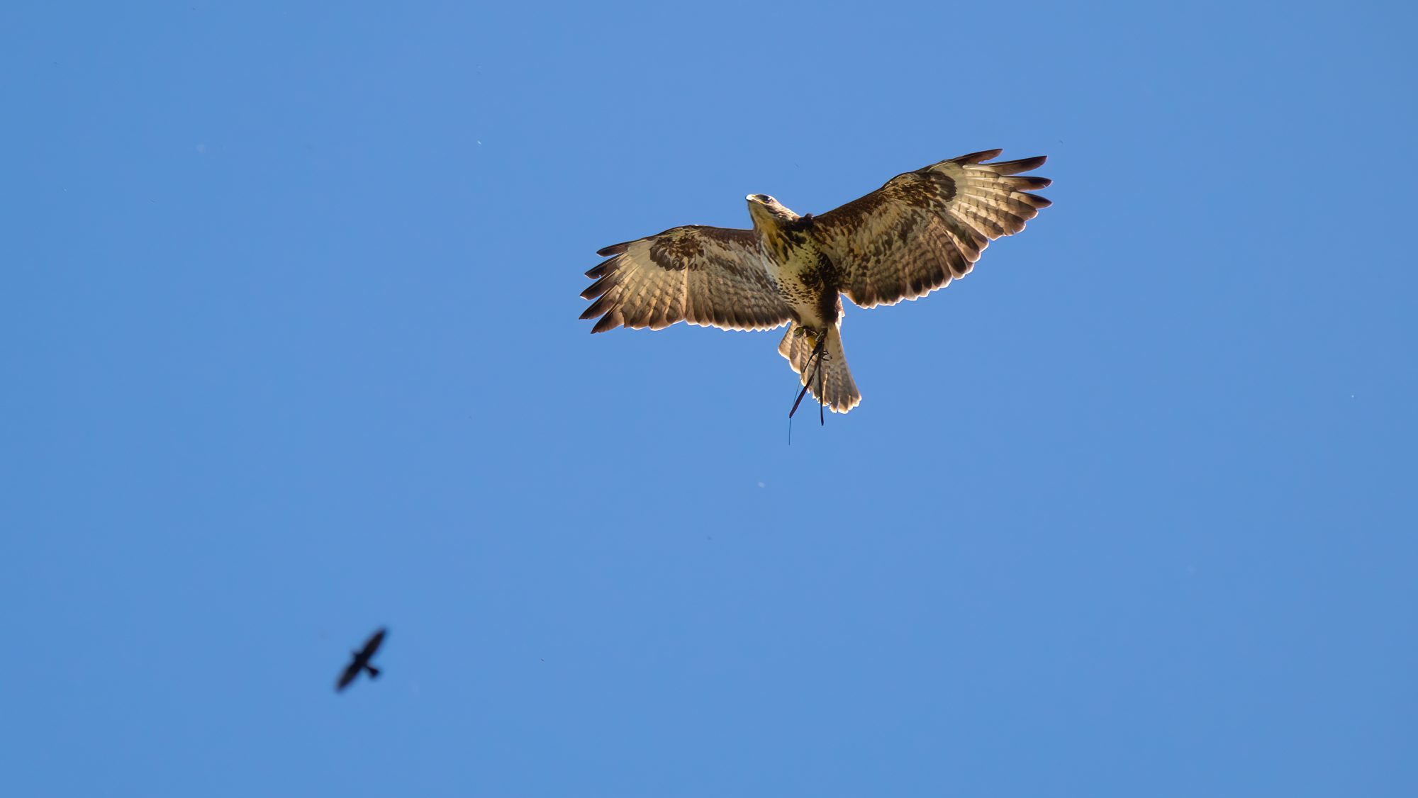 How to tell? Is it a Buzzard or a Red Kite?