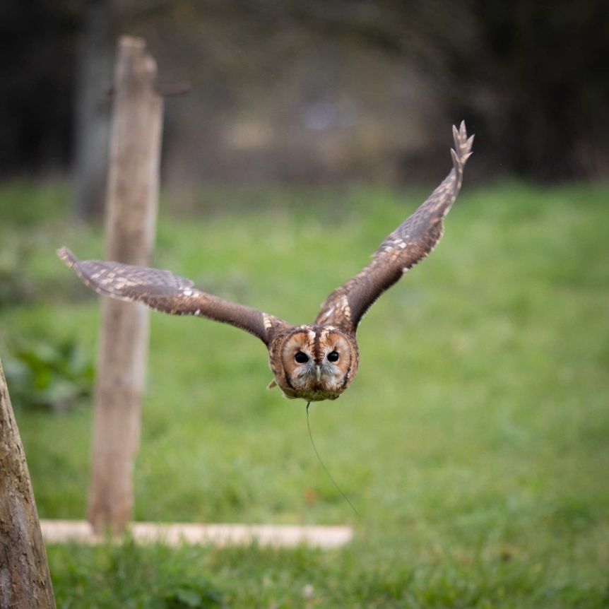 An owl flying low in the field.
