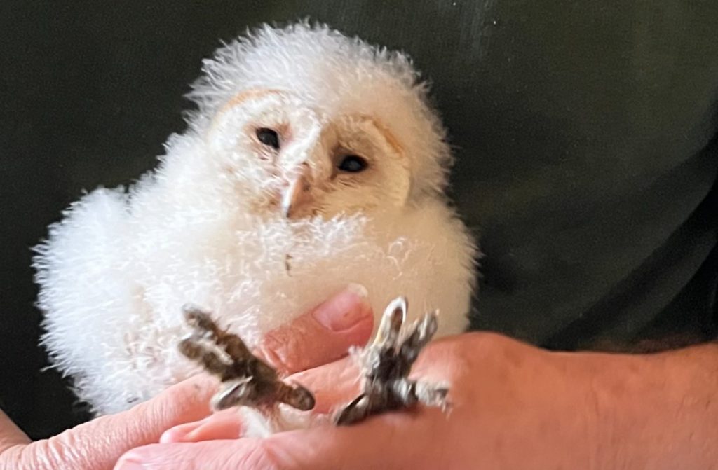 Barn owl chick having conservation ring fitted