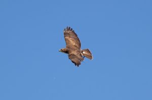 Buzzard Greeting Card - British Wildlife Art - UK
