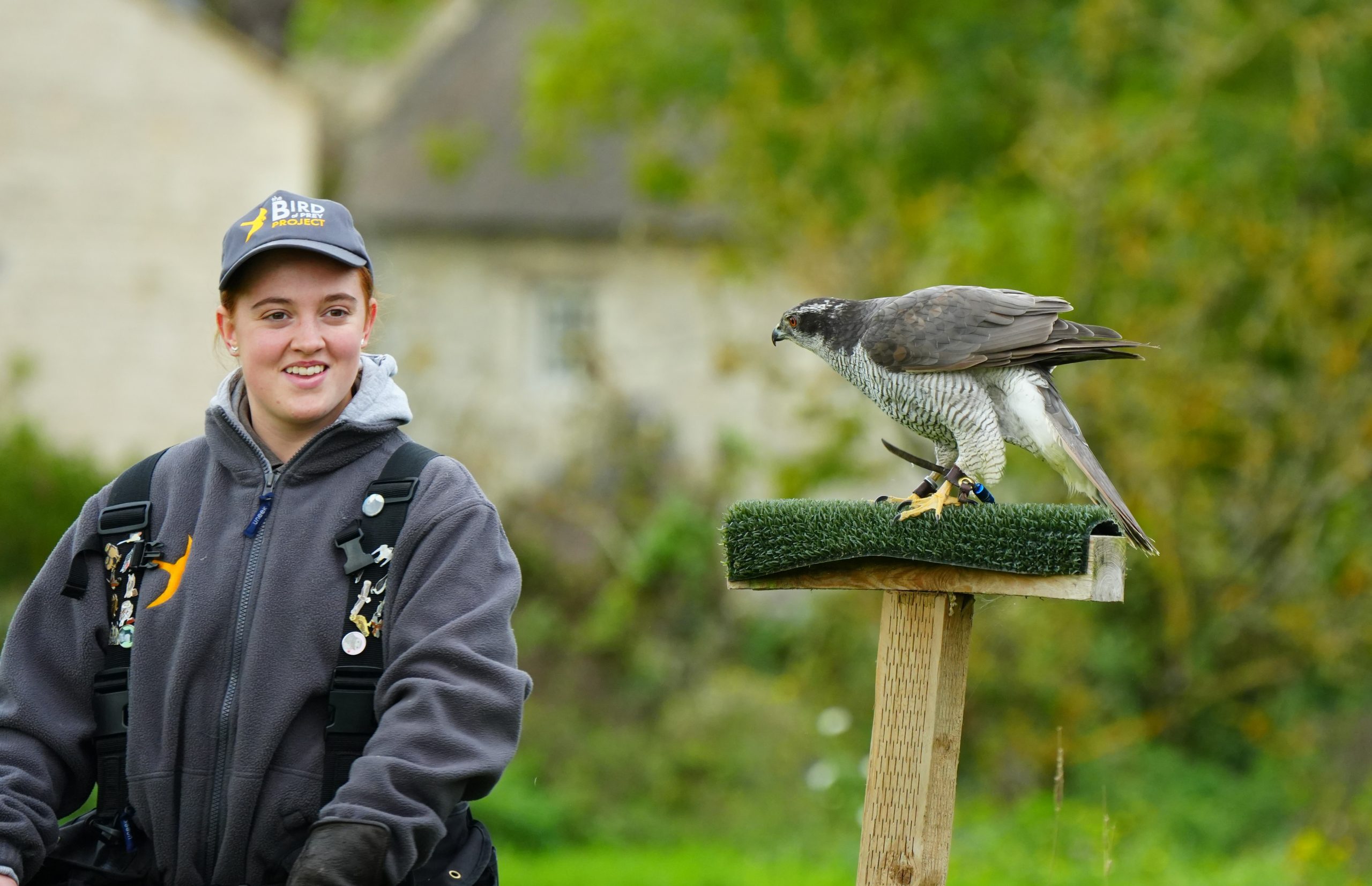 A woman in Bird of Prey Project uniform stands next to a Goshawk on a perch outdoors