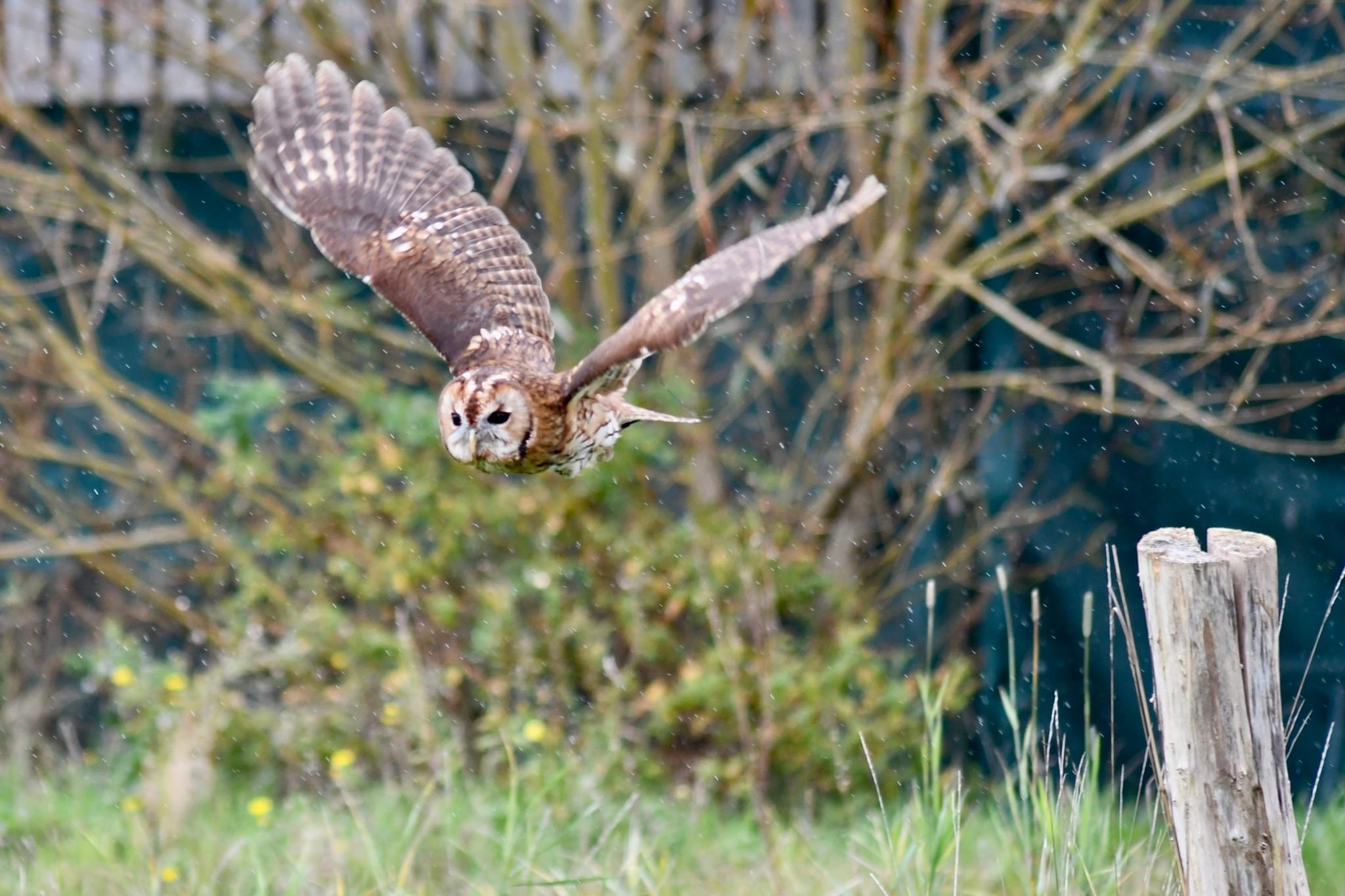 A tawny owl flies towards the camera while snow falls