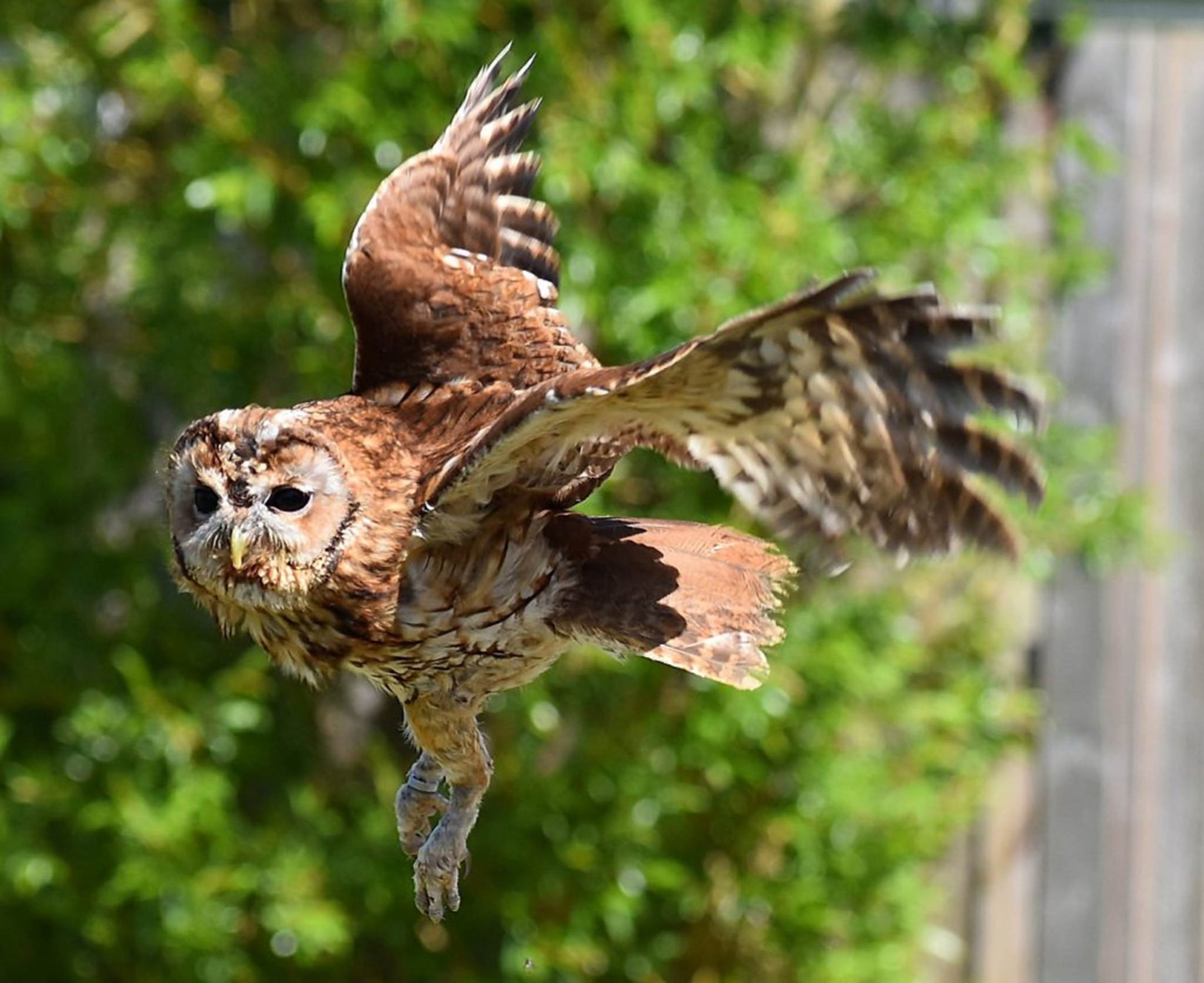 Plan your visit - The Bird of Prey Project